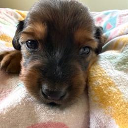 Pink Collar Female - Red female Dachshund puppy in Madison, Michigan from Jensen Dobermans and Dachshunds