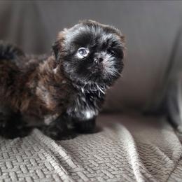 Finn - Red male Shih Tzu puppy in Waynesboro, Pennsylvania from Big Win Shih Tzus
