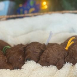 Goldendoodles from Daisy Doodles