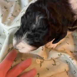 Poodle Puppies from Foxfire Hollow Standard Poodles