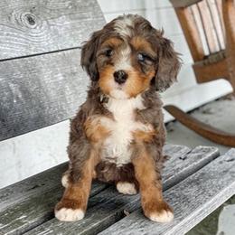 Caddy - Blue merle female Bernedoodle puppy in Glenford, Ohio from Mi-De Doodles