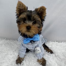 Bean - Blue and gold male Yorkshire Terrier puppy in The Bronx, New York from Teenie Sweeties Yorkies