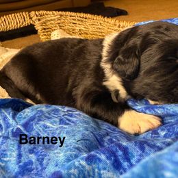 Barney - White and black male Newfoundland puppy in Goodhue, Minnesota from Claypits Newfoundlands