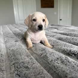 HOLLY - Cream female Dachshund puppy in Fort Worth, Texas from Chadwick Farms Mini Dachshunds