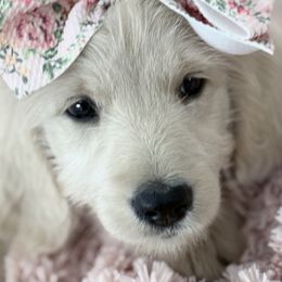Goldendoodle, Golden Retriever, Poodle, and Shih Tzu Puppies from Platinum Paws Puppies