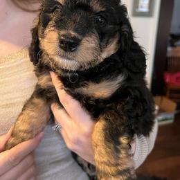 Bernedoodle Puppies from Birdies Mini Bernedoodles