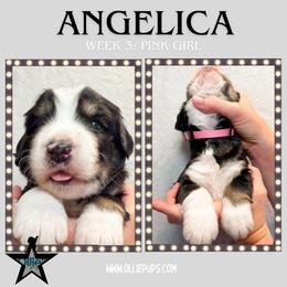 Angelica (Pink collar) - Tri-color female Bernedoodle puppy in Boiling Springs, South Carolina from OlliePups, LLC