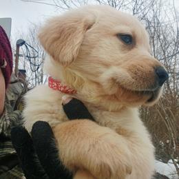 Golden Retriever and Labrador Retriever Puppies from Harvest Moon Farms