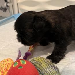 Zoe - Brindle female Shih Tzu puppy in Riverside, California from AKC Shih Tzu of California