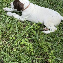 German Shorthaired Pointer All Grown Up from Rachel Forehand