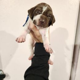 Blue Boy - Liver and white male German Shorthaired Pointer puppy in Nampa, Idaho from Heart Mountain Cavaliers & Floating Feathers Kennel