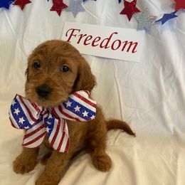 Goldendoodle Puppies from OnlyGoldendoodles