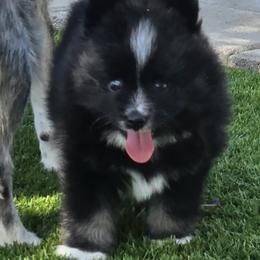 Pomeranian and Pomsky Puppies from Amazing High Desert Pomskys