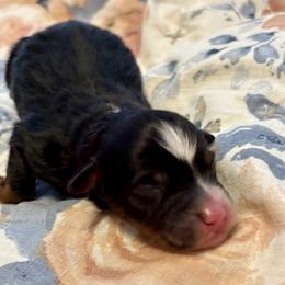 Onyx - Black tri male Miniature American Shepherd puppy in Covington, Louisiana from Corner Oak Aussies