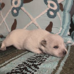 Ghost - Red speckled female Australian Cattle Dog puppy in Christmas, Florida from OverTime Cattle Dogs