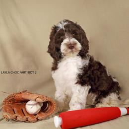 Choc parti boy 2 - Parti male Labradoodle puppy in Colonial Beach, Virginia from Bristol Mine Kennels