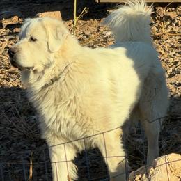 AKC Titan - Great Pyrenees