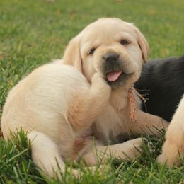 Labrador Retrievers from SK Labradors