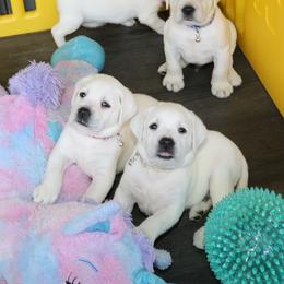 Boy Also Available - Yellow male Labrador Retriever puppy in Lakeside, California from Labs To Love