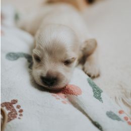 Girl 1 - Cream female Dachshund puppy in Staley, North Carolina from Langley Farms Dachshunds