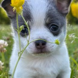 Sophia (blue and white) - Blue and white female Chihuahua puppy in Laurel, Mississippi from Home of Tiny Chihuahuas