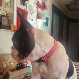 Dave - French Bulldog