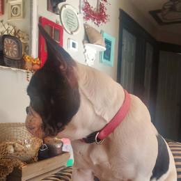 Dave - French Bulldog