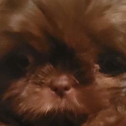 Boy 2 - Liver Shih Tzu puppy in Wooster, Ohio from Mending Hearts Shih Tzu's