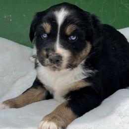 Winnie - Black tri female Miniature Australian Shepherd puppy in Godley, Texas from Nana and Paws Aussies