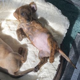 Dachshund Puppies from Bella’s Puppies