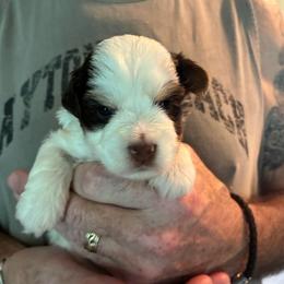 Donna - Black tan and white female Biewer Terrier puppy in Osteen, Florida from Moonshadow Biewer Terriers