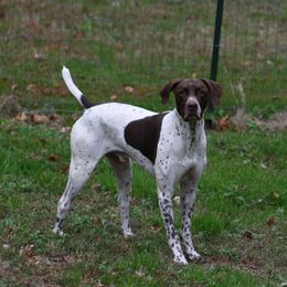 Koda - German Shorthaired Pointer