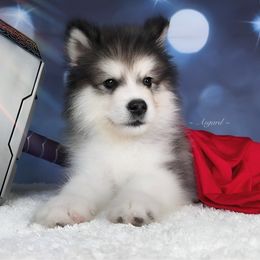Yellow collar M - Alaskan Malamute puppy in Spokane, Washington from Asgard Wooly Malamutes