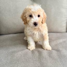 Mabel - Brown and white female Bernedoodle puppy in Goldsboro, North Carolina from The Grantham House