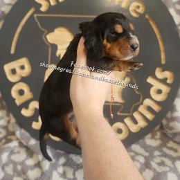 Orange collar - Black tan and white male Basset Hound puppy in Alton, Illinois from Show Me Great Danes and Basset Hounds