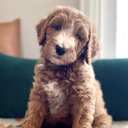 Goldendoodles from Reese River Goldendoodles