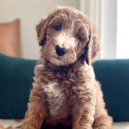 Goldendoodles from Reese River Goldendoodles