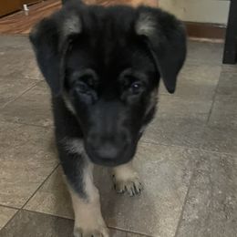 German Shepherd Puppies from Drachenhaus Shepherds