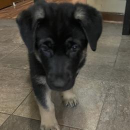 German Shepherd Puppies from Drachenhaus Shepherds