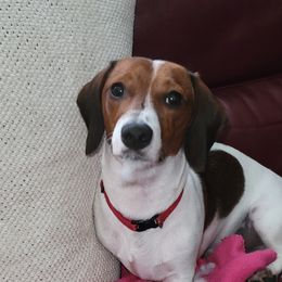 Remington - Dachshund