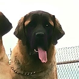 Mastiffs from Storytime Mastiffs