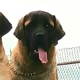 Mastiffs from Storytime Mastiffs