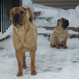 Chinese Shar-Pei from Lucky Wun Kennels
