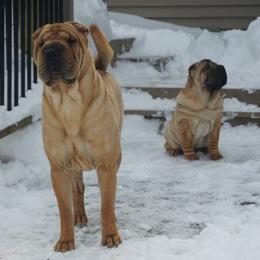 Chinese Shar-Pei from Lucky Wun Kennels
