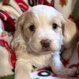 Pip - Cream female Aussiedoodle puppy in Maysville, Missouri from Mini AussieDoodles on Meadow Lane