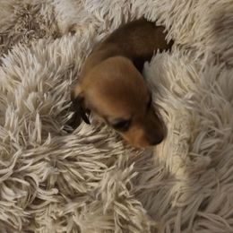 Jet - Red male Dachshund puppy in Strong, Arkansas from Dachshunds R Us