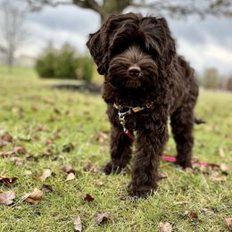 Australian Labradoodles from Heritage Manor Labradoodles