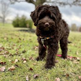 Australian Labradoodles from Heritage Manor Labradoodles