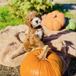 Maui - Chocolate male Goldendoodle puppy in Burley, Idaho from Gold Country mini doodles