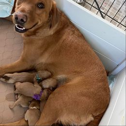 Dalmatian and Labrador Retriever Puppies from ECMO Farm Dalmatians & Labrador Retrievers